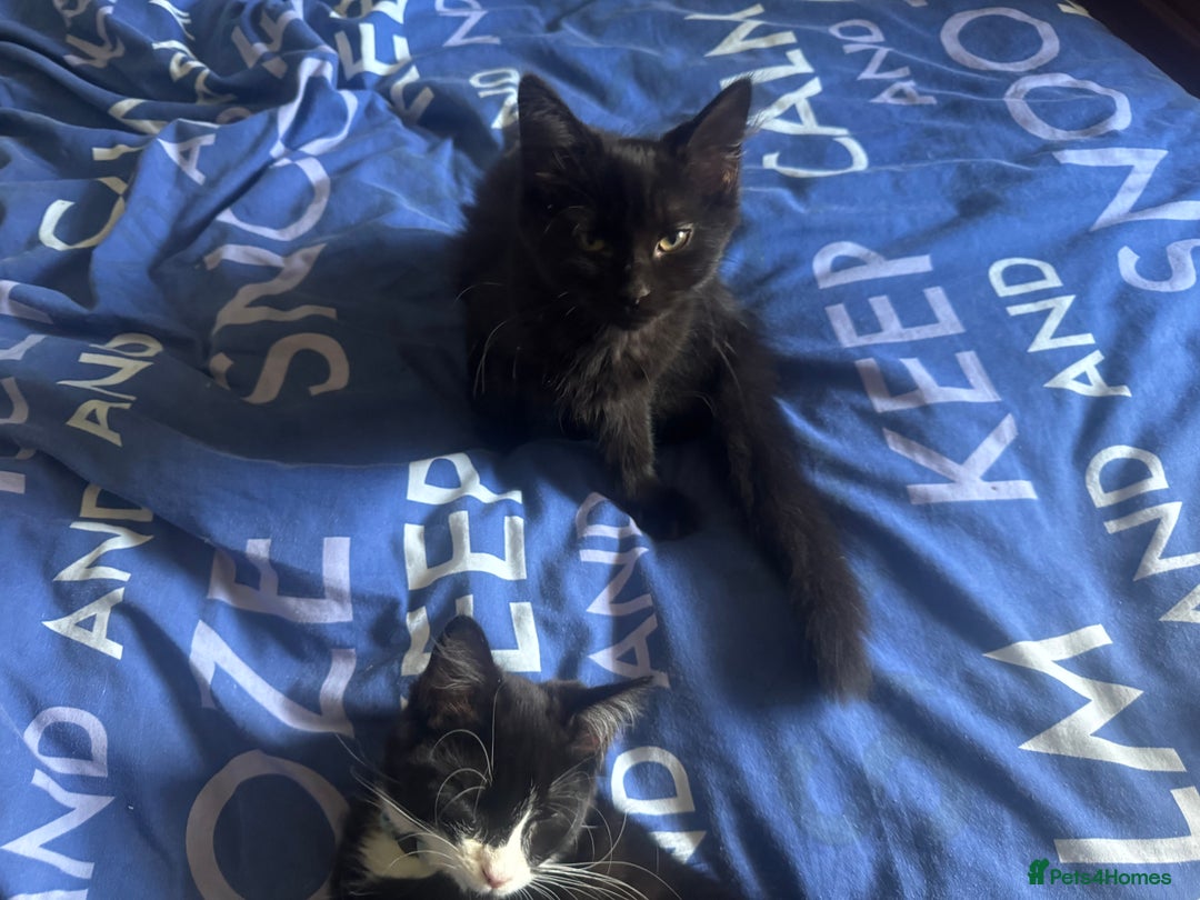 Mixed Breed cats for sale: Fluffy kittens for sale  in Kingston upon Thames - Image 15