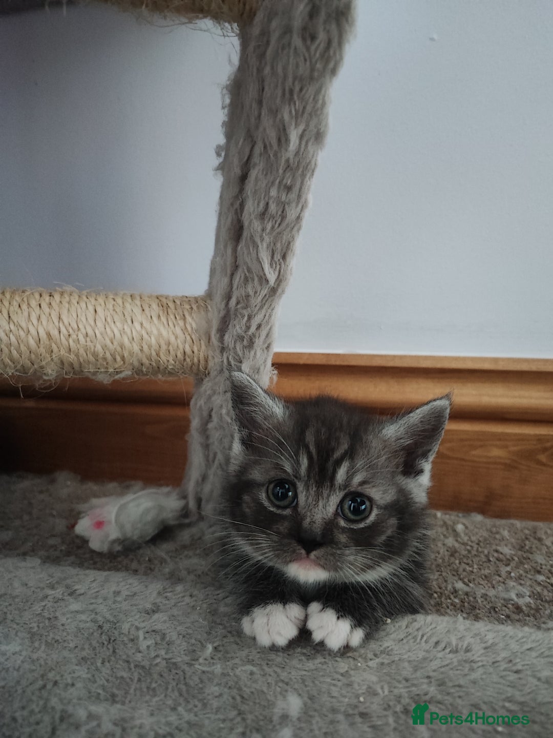 Devon Rex cats for sale: Munchkin x Devon rex  - Advert 6