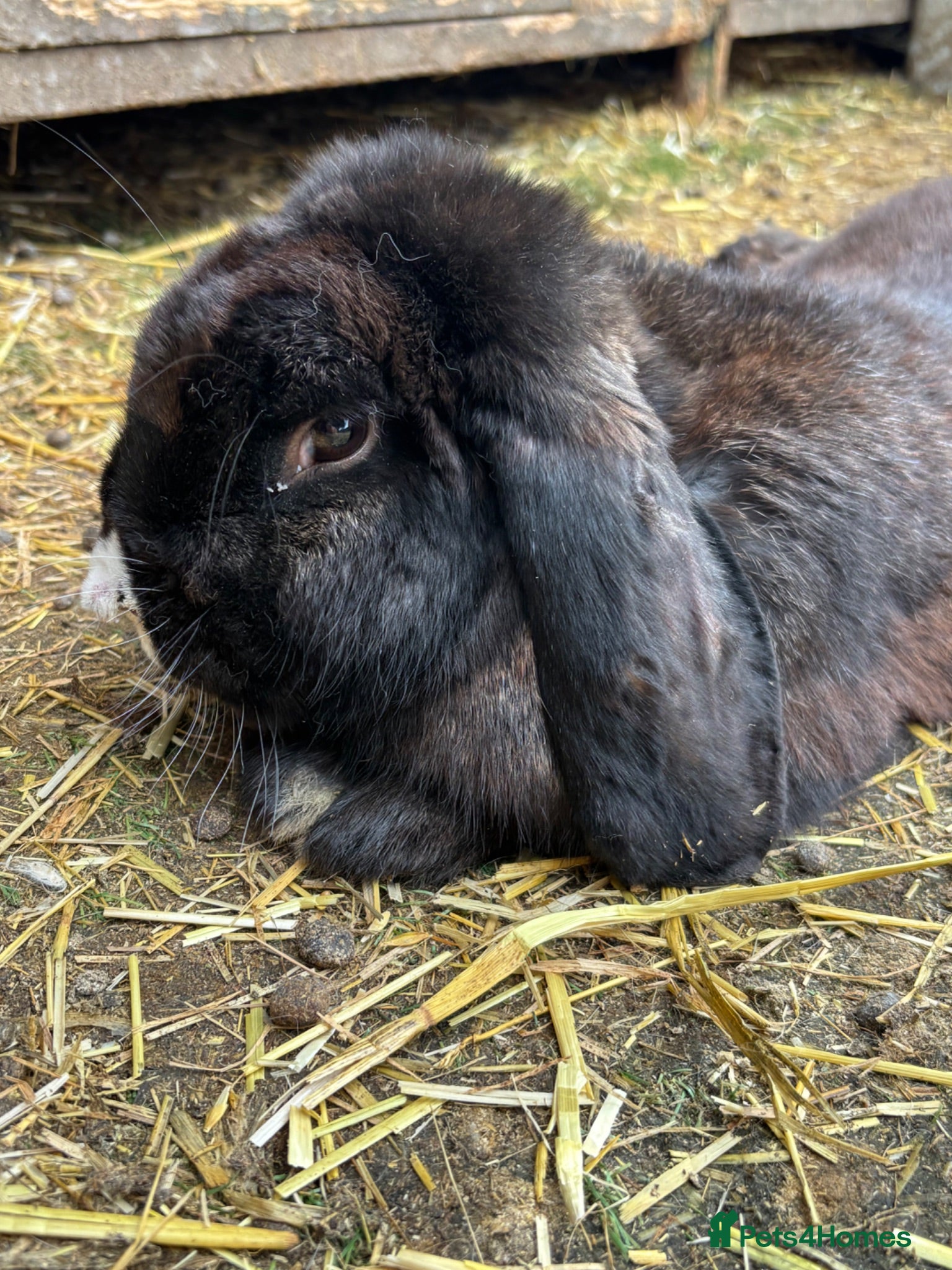 French Lop rabbits Male French Lop  - Advert 1