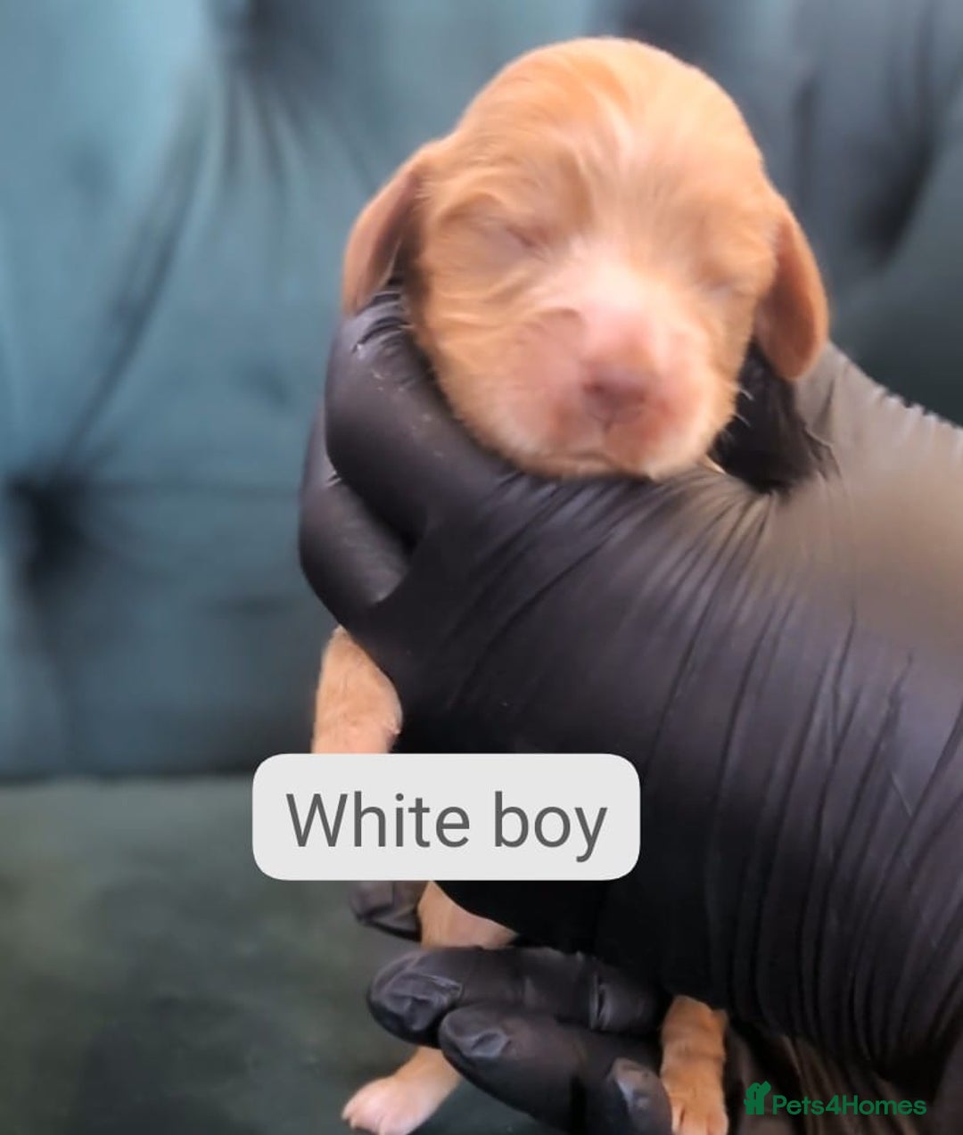 Cocker Spaniel dogs for sale: 🐾Pedigree Show cocker spaniel puppies🐾 - Image 20