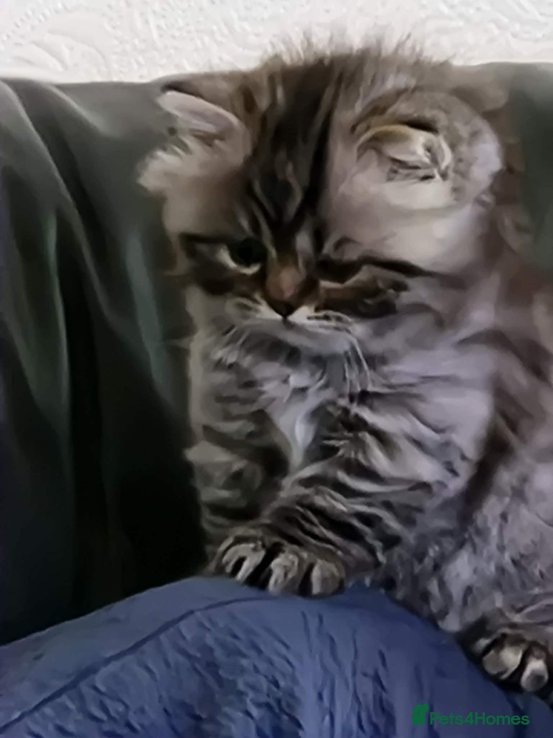 British Longhair cats for sale: Gorgeous British Longhair Girl – Ready Now - Advert 13