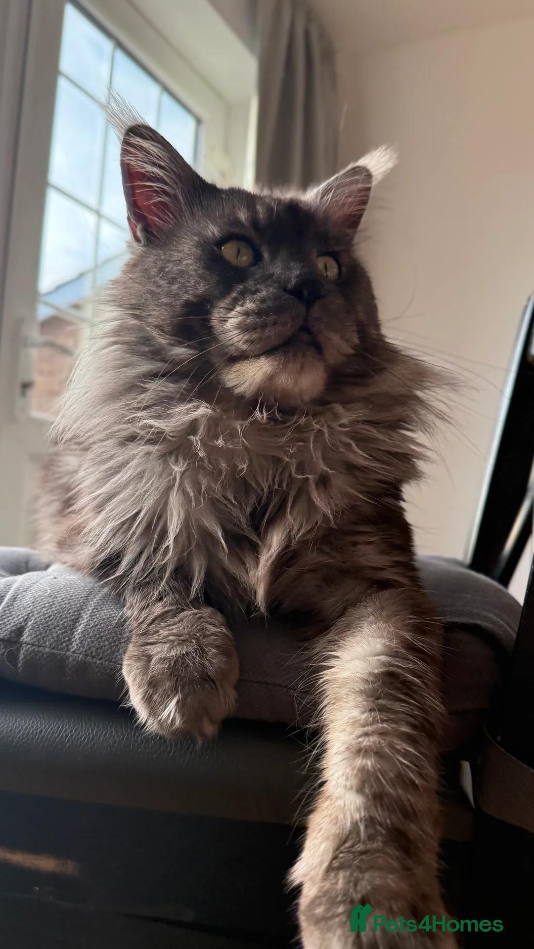 Maine Coon cats for stud: Maine Coon Stud (Russian line) in NOTTINGHAM  - Advert 5