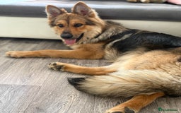 German Shepherd dogs for stud: For stud - Image 1