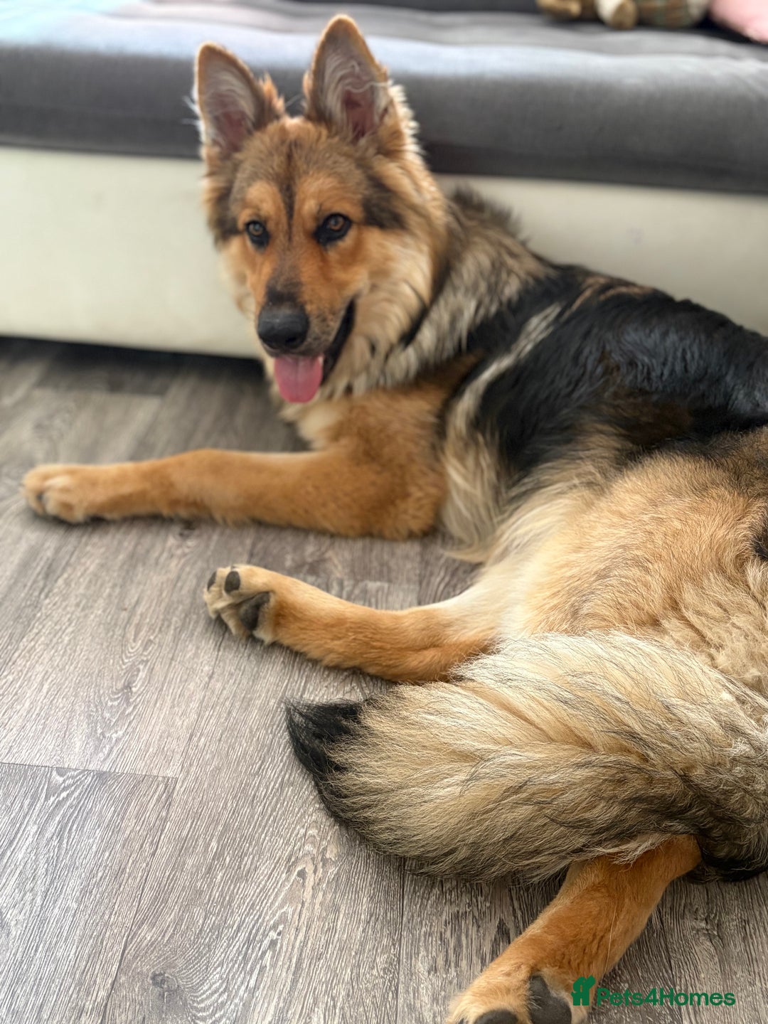 German Shepherd dogs for stud: For stud - Image 1