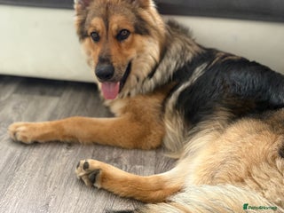German Shepherd dogs - Advert 17