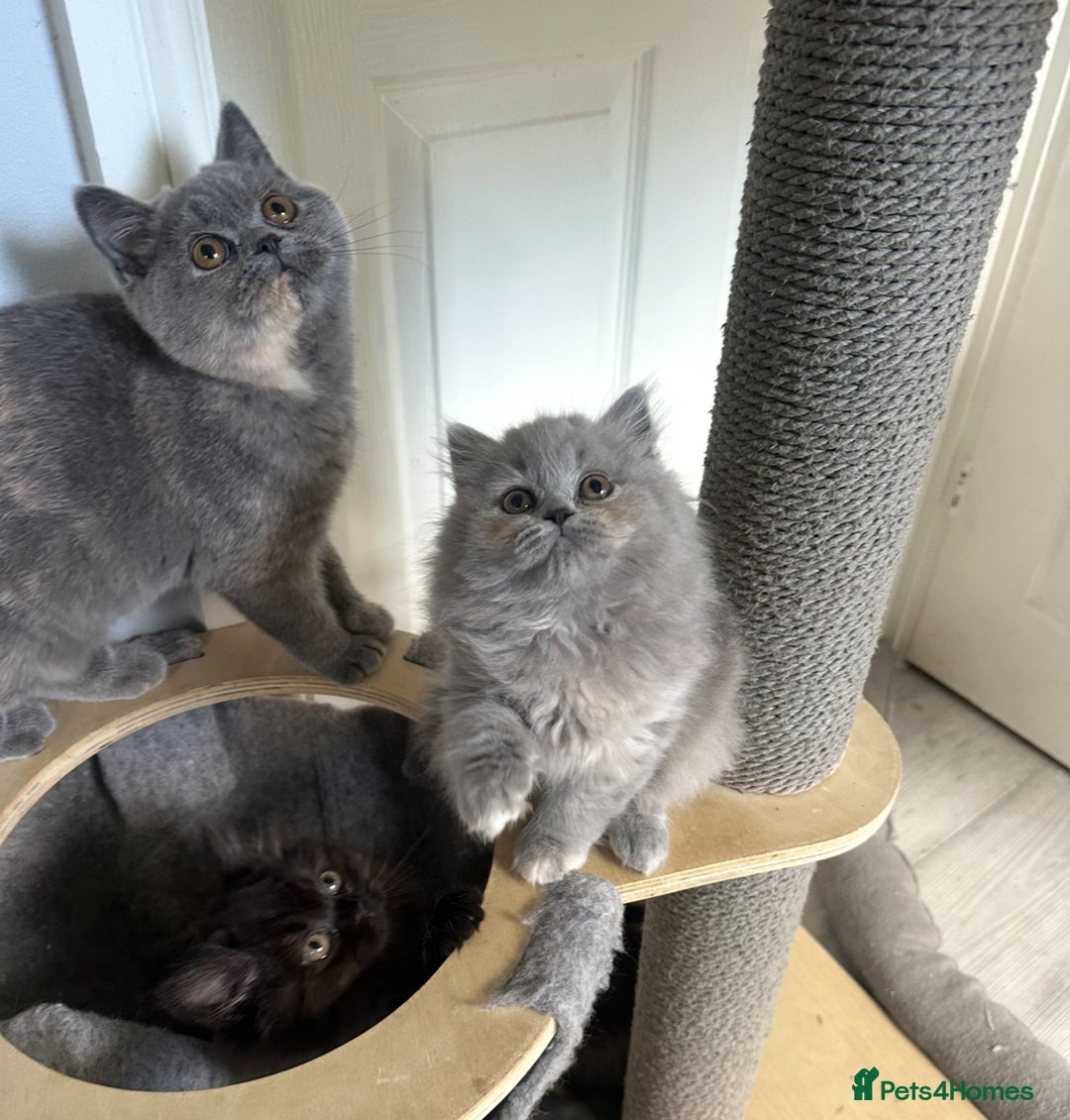 British Shorthair cats for sale: GCCF registered British longhairs and Shorthairs - Image 22
