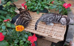 Bengal cats for sale: Show quality pure bengal kittens. - Image 16