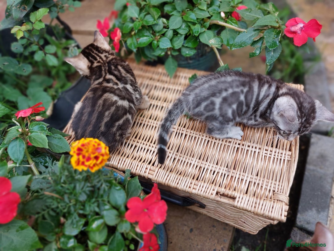 Bengal cats for sale: Show quality pure bengal kittens. - Image 16