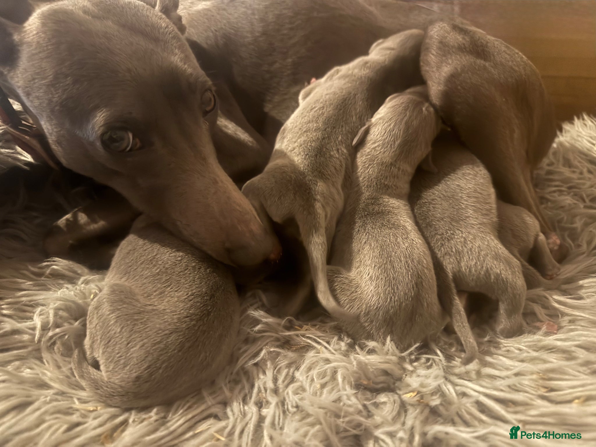 Whippet dogs for sale: 💙 Stunning KC Registered Blue Whippet Puppies  - Advert 25