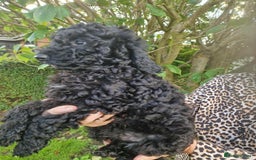 Cockapoo dogs for sale: VANASUZE SHOW TYPE F1b COCKAPOOS - Image 19