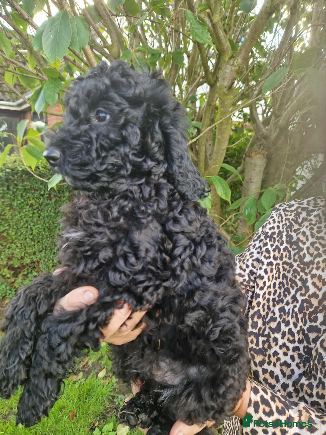 Cockapoo dogs for sale: VANASUZE SHOW TYPE F1b COCKAPOOS - Image 19