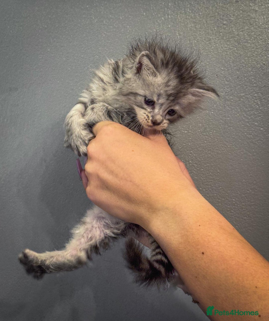 Maine Coon cats for sale: Full breed Mainecoon kittens ready 29th September  - Image 18