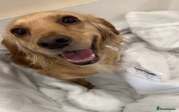Cocker Spaniel dogs for sale: Beautiful Working Cocker Spaniel Puppies - Image 6