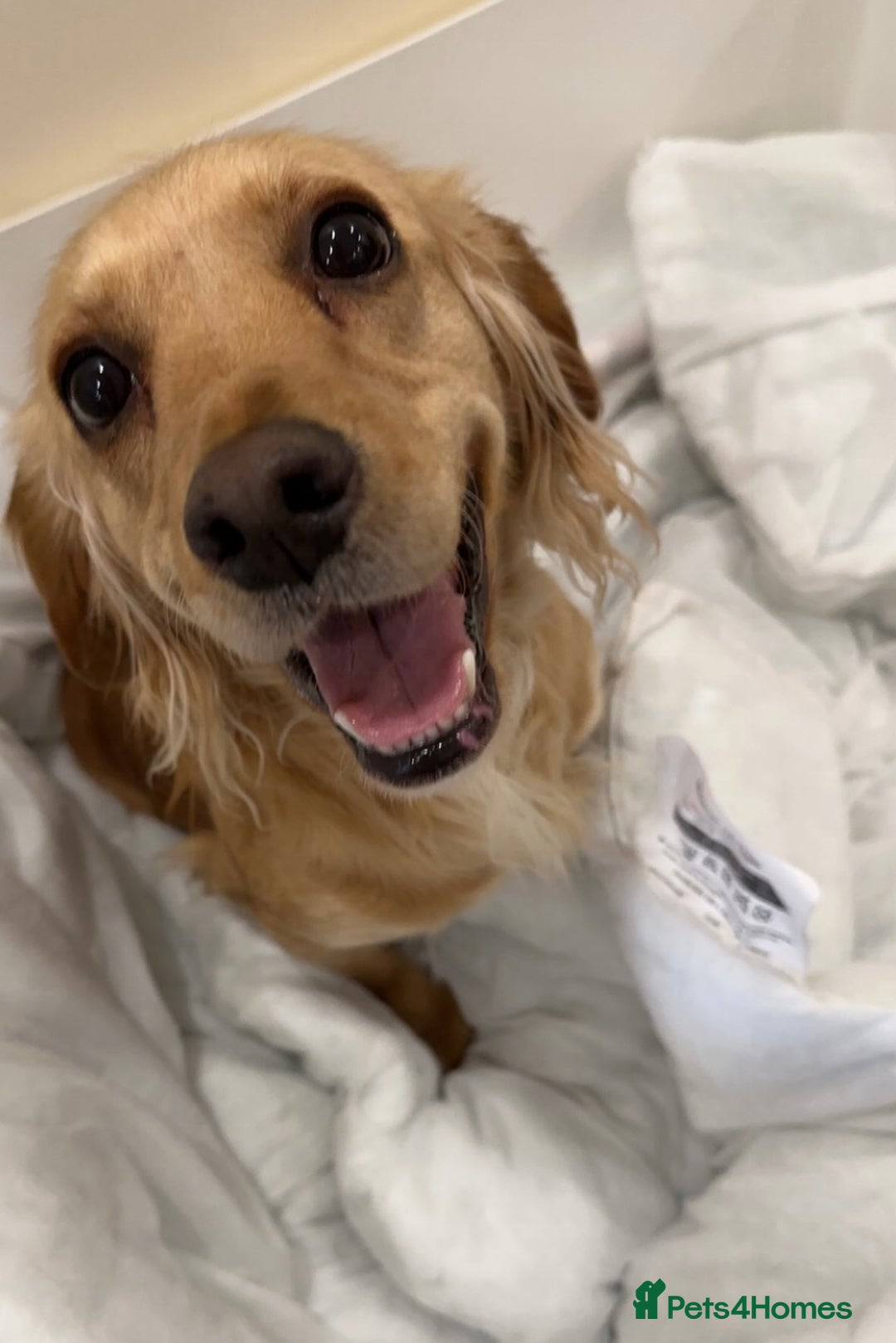 Cocker Spaniel dogs for sale: Beautiful Working Cocker Spaniel Puppies - Image 6