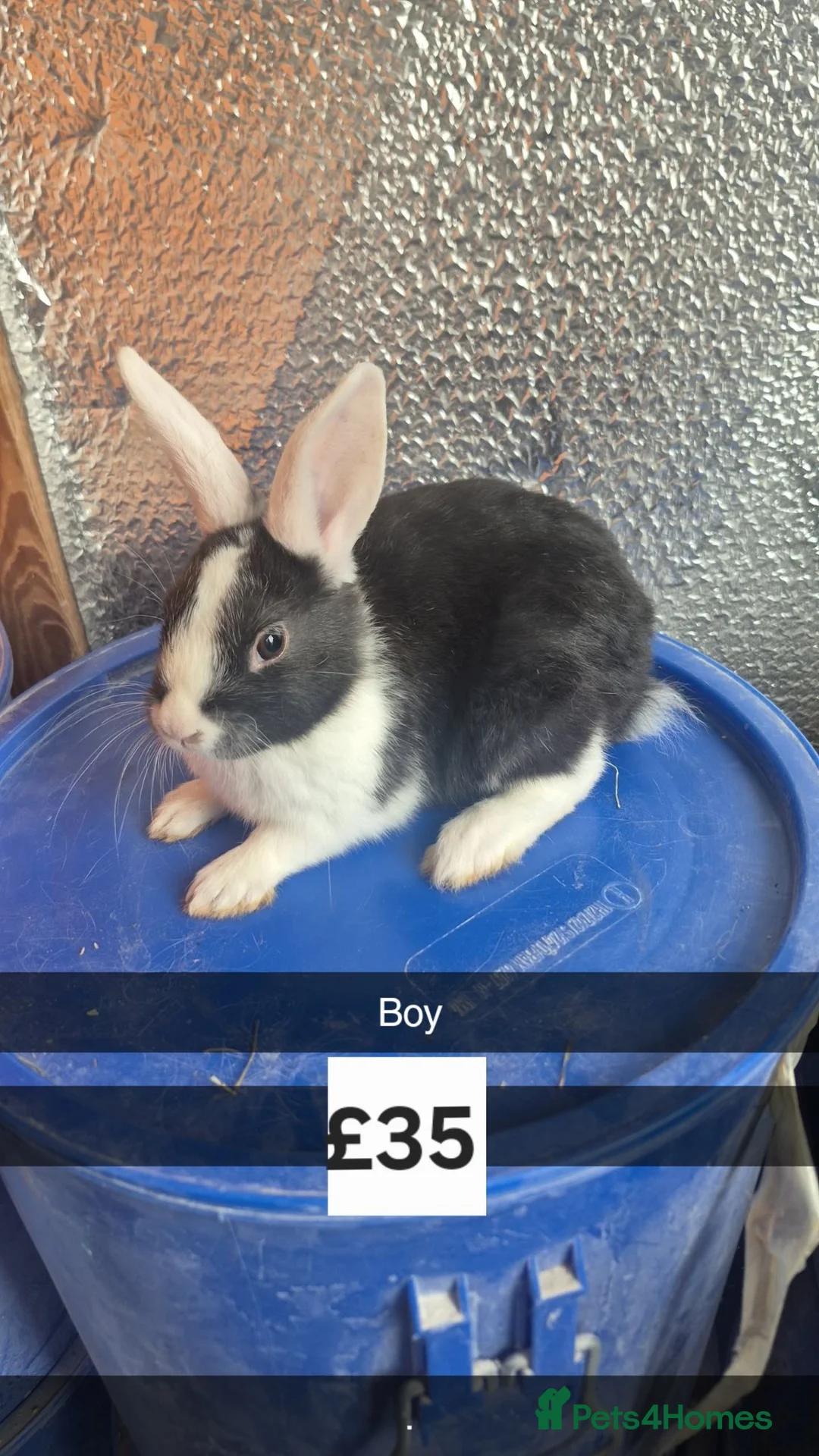 Lionhead rabbits for sale: Lionhead Baby Rabbits 8 weeks (Friendly) - Advert 2