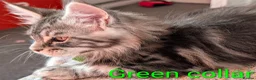Maine Coon cats for sale: 🐾 Stunning Maine Coon Kittens Looking for  - Advert 6