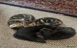 Domestic Shorthair cats for sale: Two black kittens 1xm 1xf - Image 2