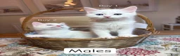 Ragdoll cats for sale: Ragdoll X kittens in Lincoln - Advert 9