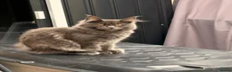 Maine Coon cats for sale: Maine Coon kittens - Advert 24