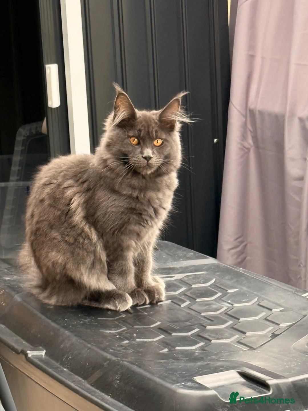 Maine Coon cats for sale: Maine Coon kittens - Advert 24