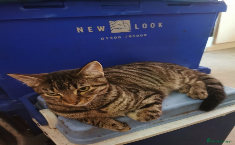 Domestic Shorthair cats - Advert 1