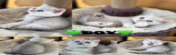 British Shorthair cats for sale: Beautiful BSH Blue Golden TICA kittens - Advert 27