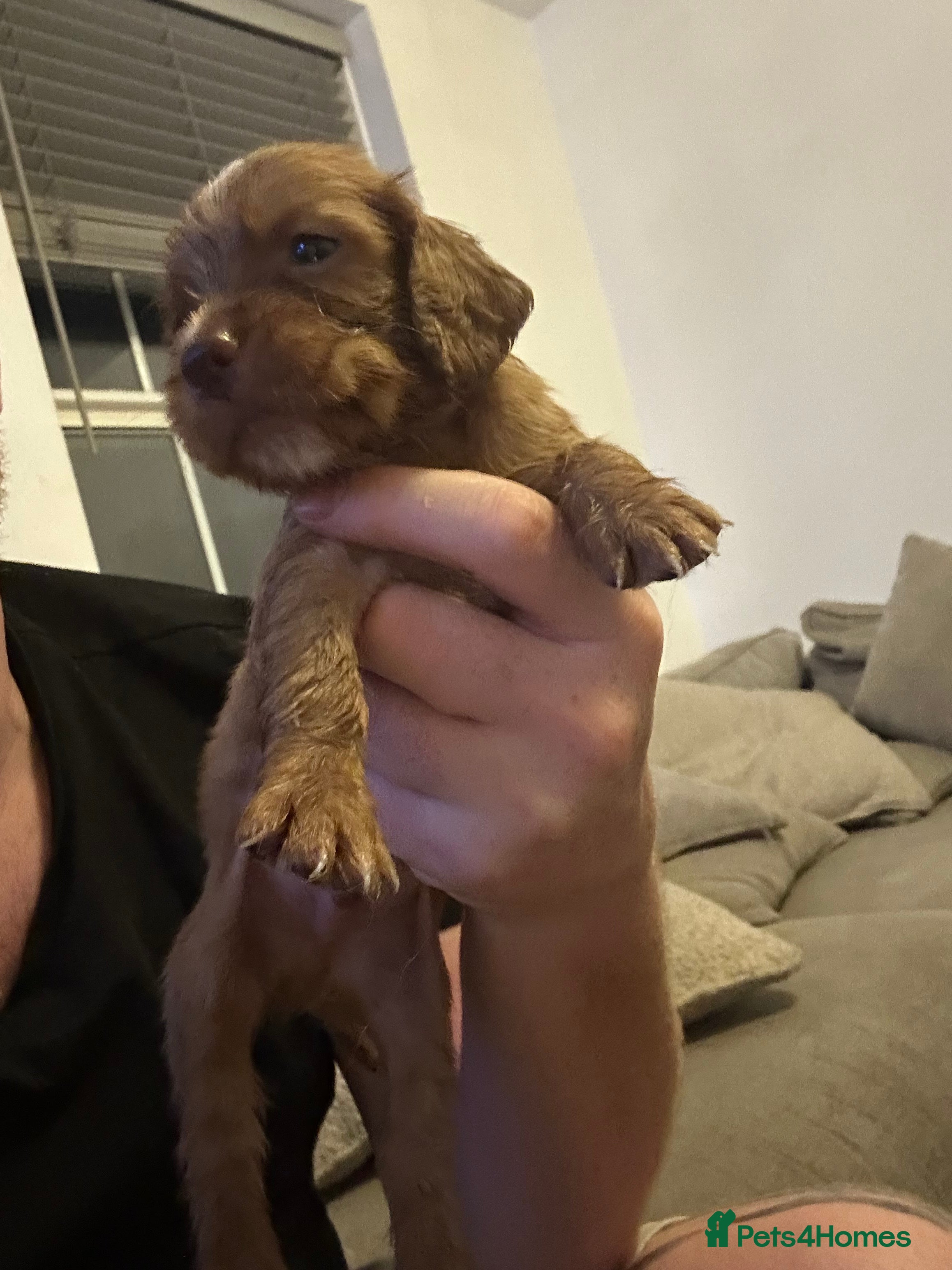 Cocker Spaniel dogs Beautiful top class red cockers  - Advert 2