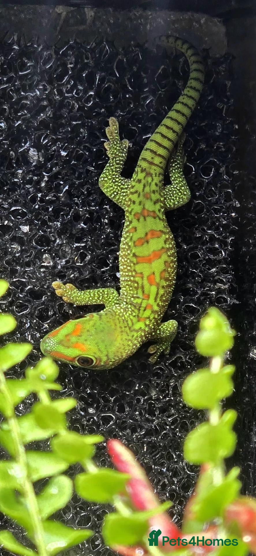 Gecko reptiles Giant Madagascan day geckos - Advert 2