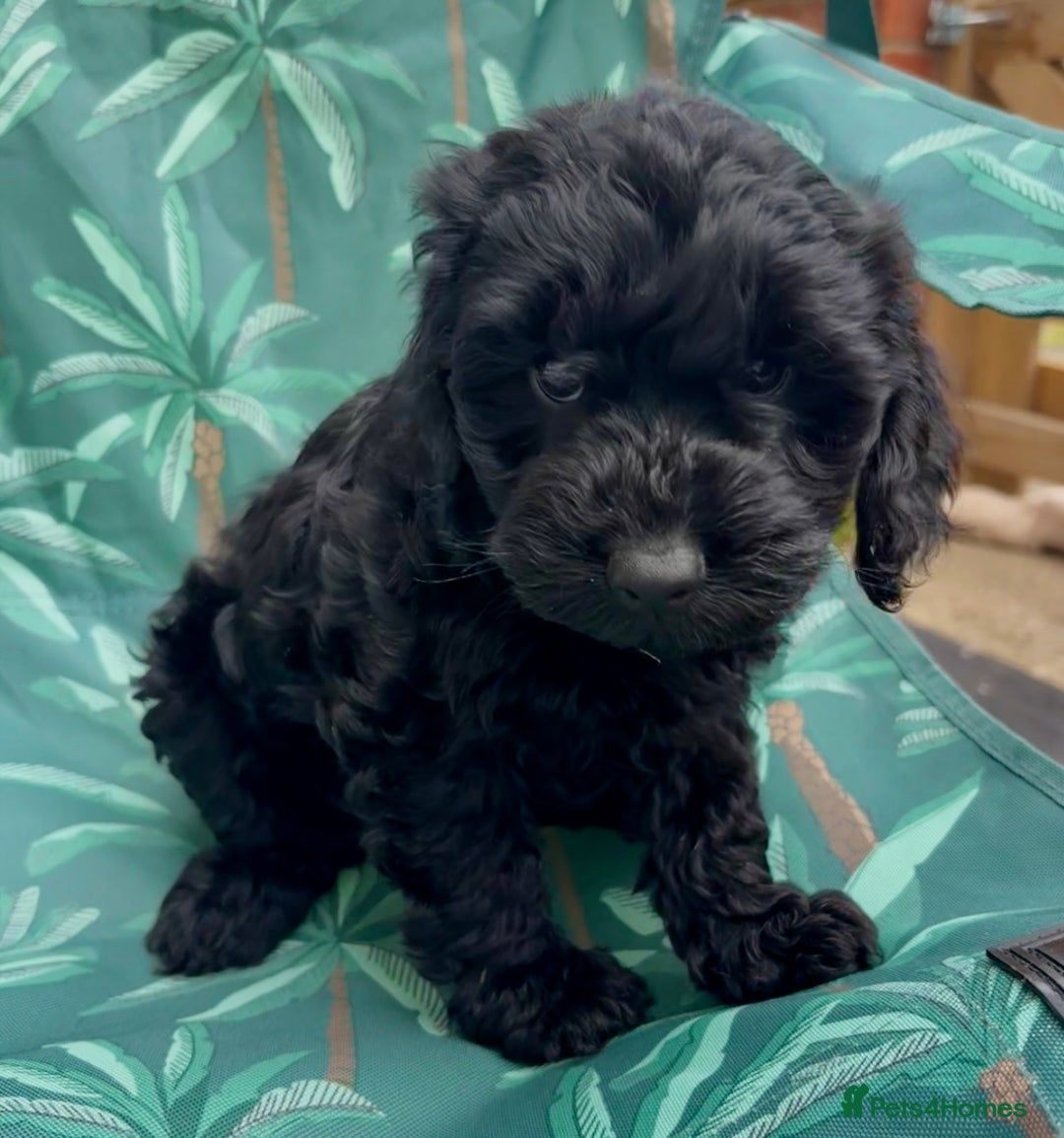 Cockapoo dogs for sale: Cockapoo puppies - Image 12