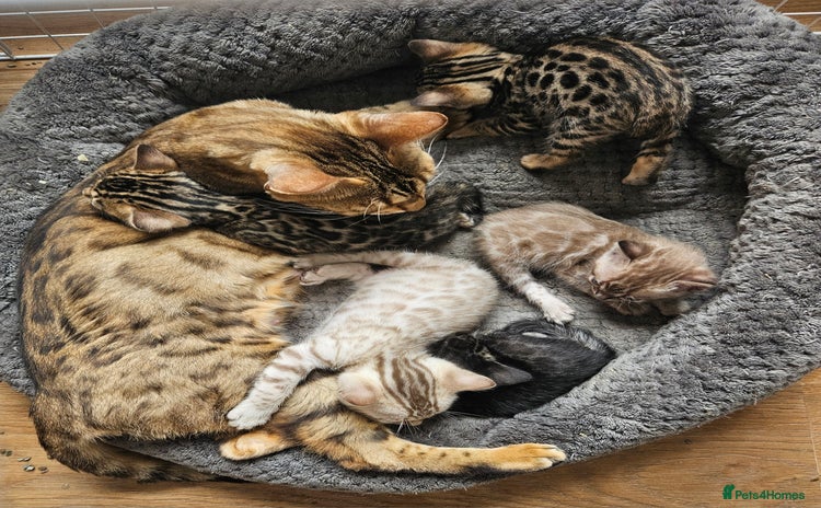 Bengal cats - Advert 15