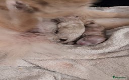 Pomeranian dogs for sale: Beautiful pure Pomeranians tiny babys - Advert 2