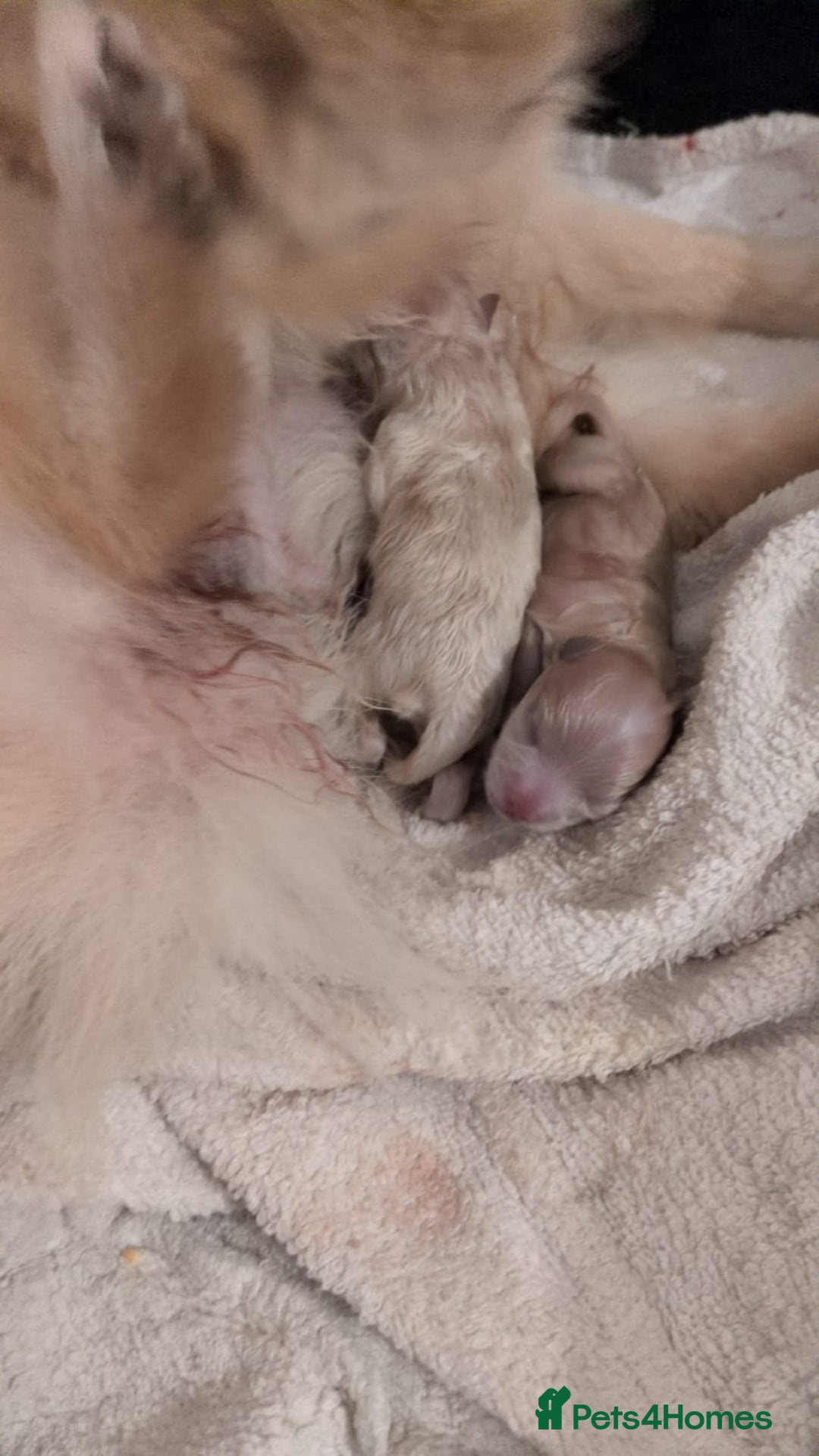 Pomeranian dogs for sale: Beautiful pure Pomeranians tiny babys - Advert 2