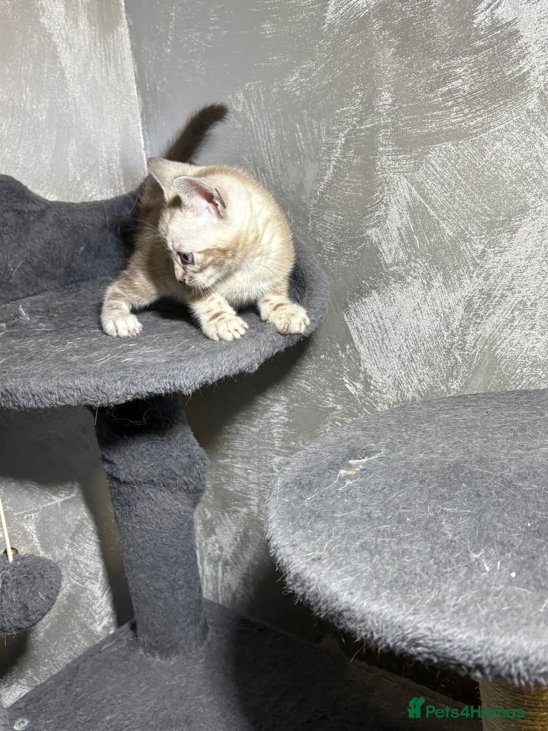 Bengal cats for sale: Bengal tiger kittens  - Advert 20