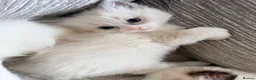 Ragdoll cats for sale: GCCF Ragdoll Kittens Championlines  - Advert 21