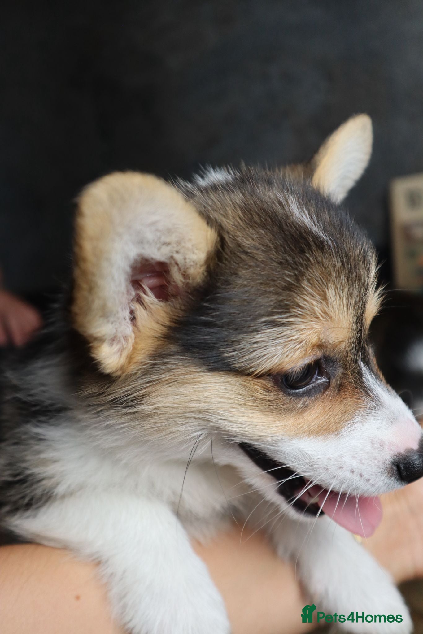 Welsh Corgi Pembroke dogs 2 Tri Pembrokeshire corgi pups look for homes - Advert 2