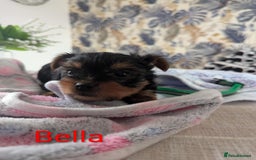 Yorkshire Terrier dogs for sale: Stunning yorkshire terriers for sale - Image 9