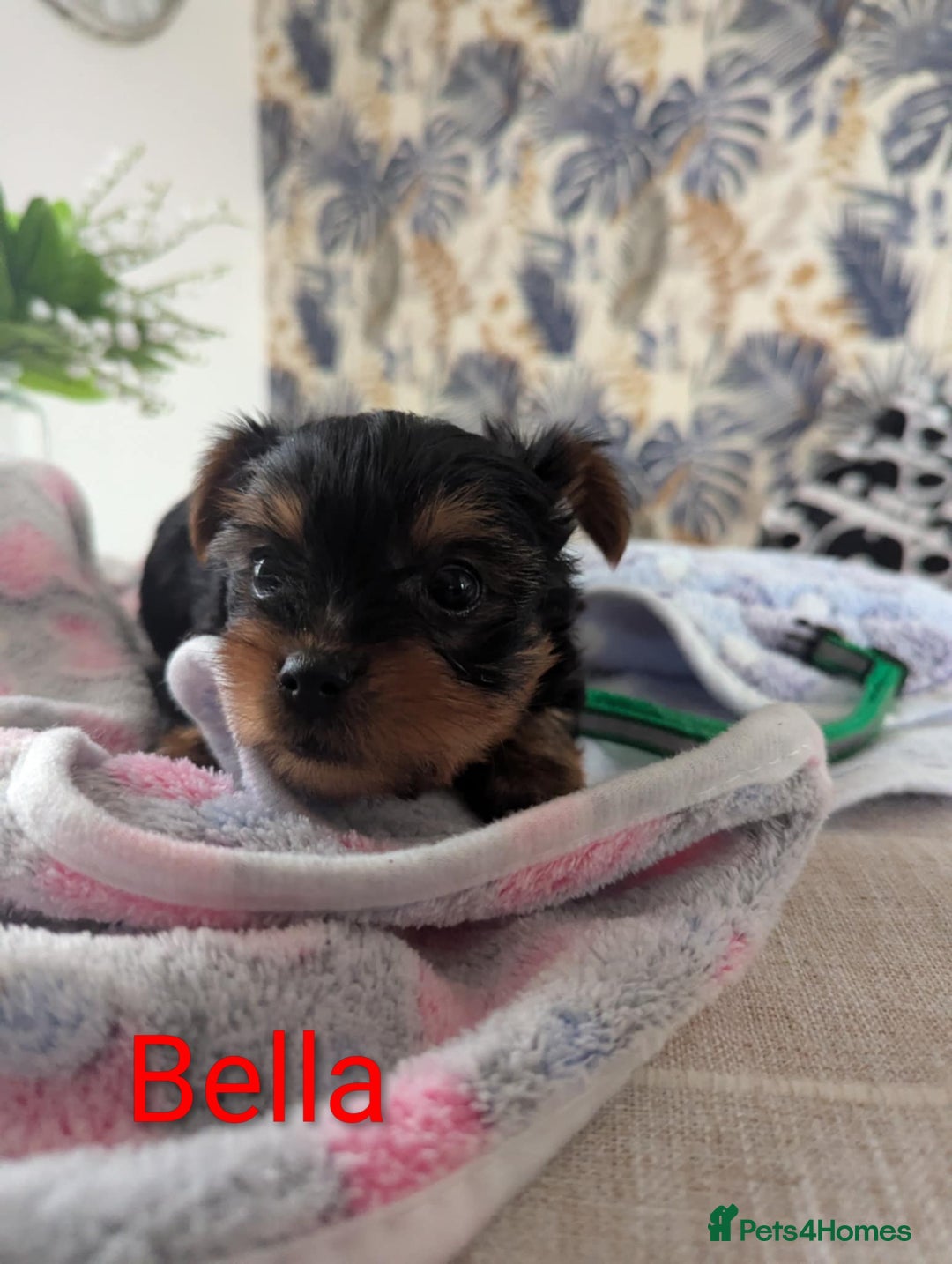 Yorkshire Terrier dogs for sale: Stunning yorkshire terriers for sale - Image 9