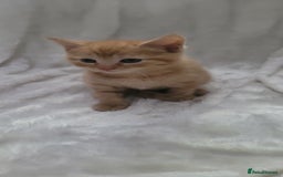 Mixed Breed cats for sale: Lovely kittens  - Image 2