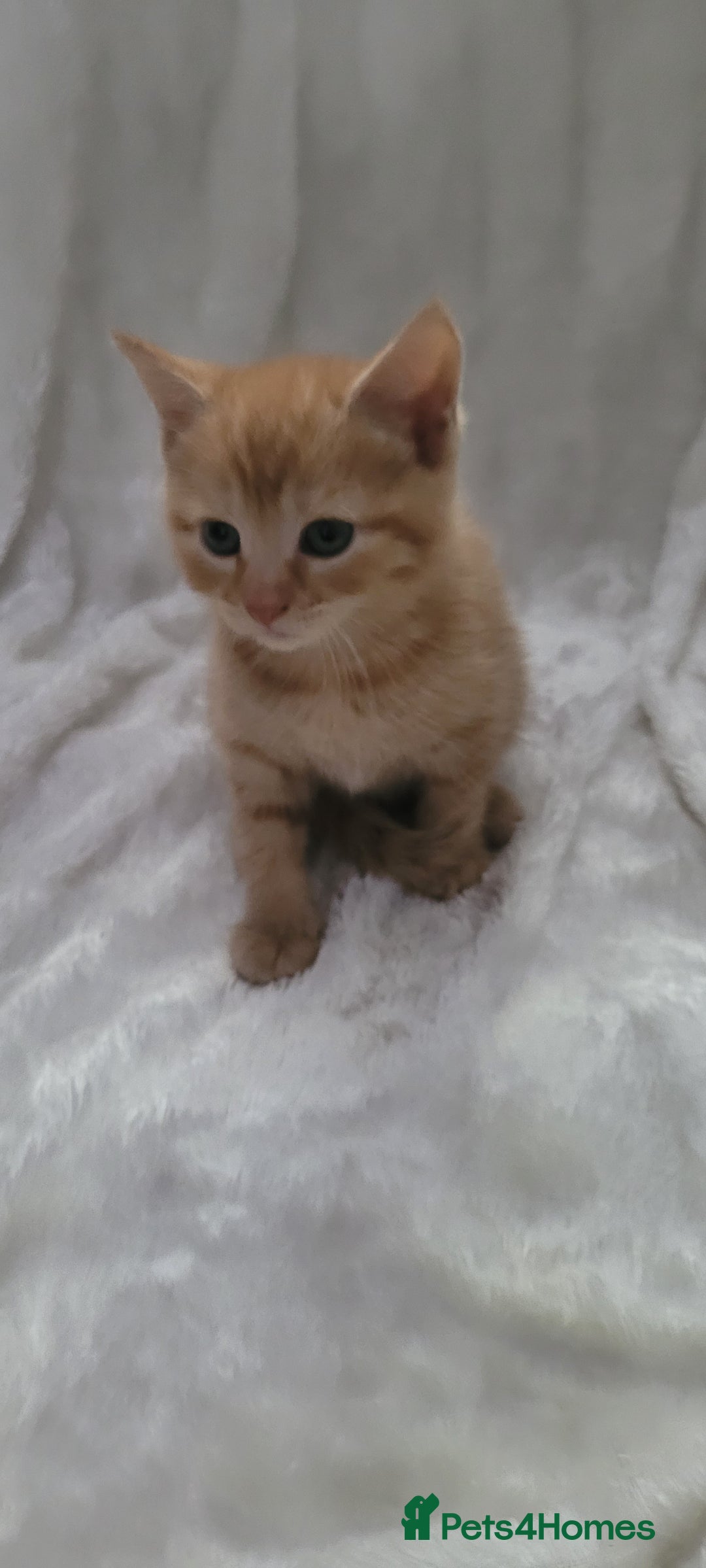 Mixed Breed cats for sale: Lovely kittens  - Image 2