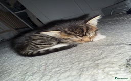 Mixed Breed cats for sale: 5 kittens for sale beautiful tabby and markings - Image 3