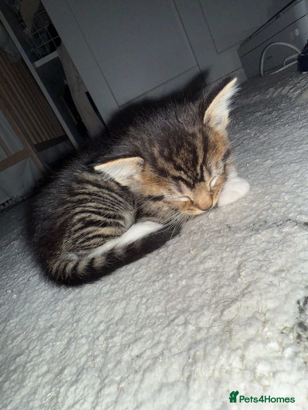 Mixed Breed cats for sale: 5 kittens for sale beautiful tabby and markings - Image 3