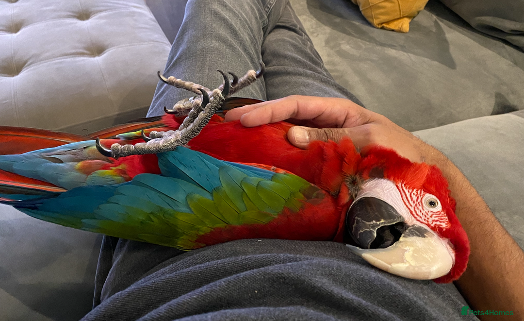 Macaws birds for sale: Greenwing Macaw - Gentle Giant, Very Talkative! - Image 2