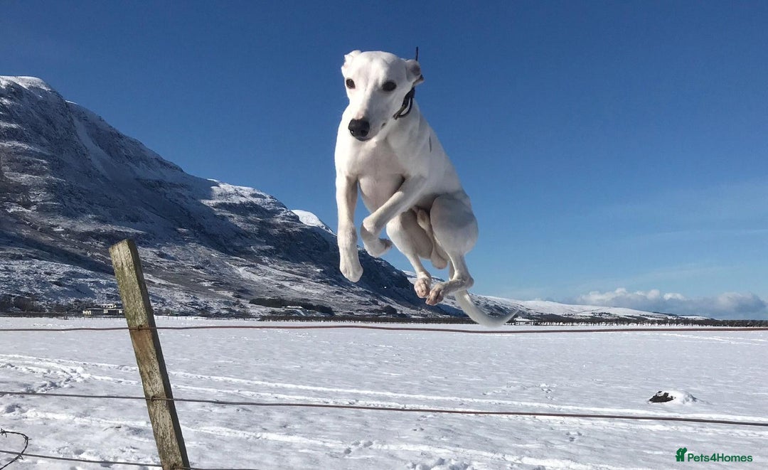 Whippet dogs for sale: Whippet pups  - Advert 5