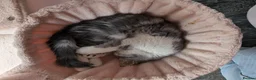 Exotic cats for sale: Beautiful Exotic Boy - Advert 3