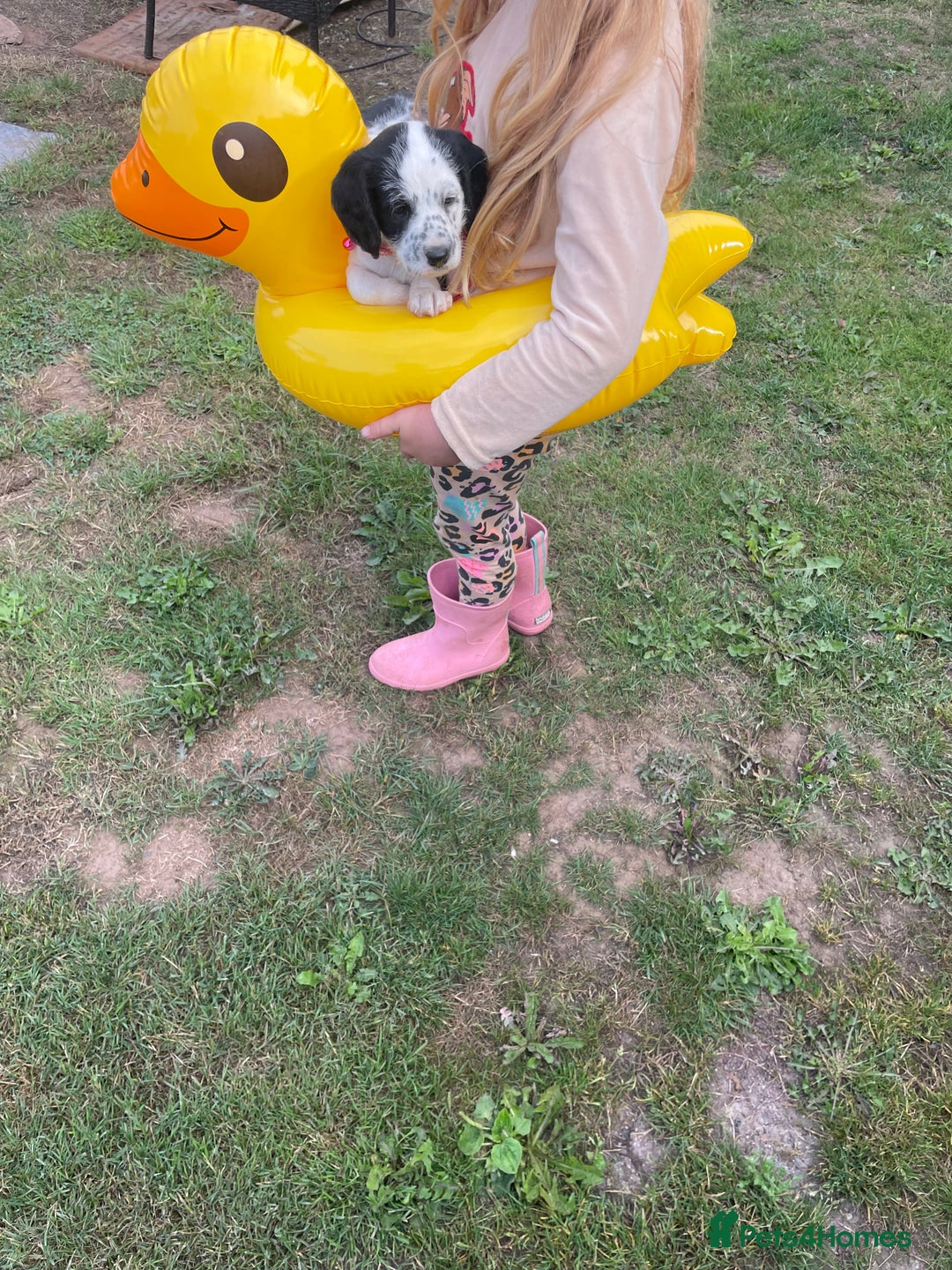 Mixed Breed dogs for sale: Rare Dalmadoodle puppies 🐶 🩷  - Image 1