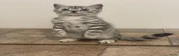British Shorthair cats for sale: GCCF regd top quality BSH Black Silver Spotties  - Advert 8