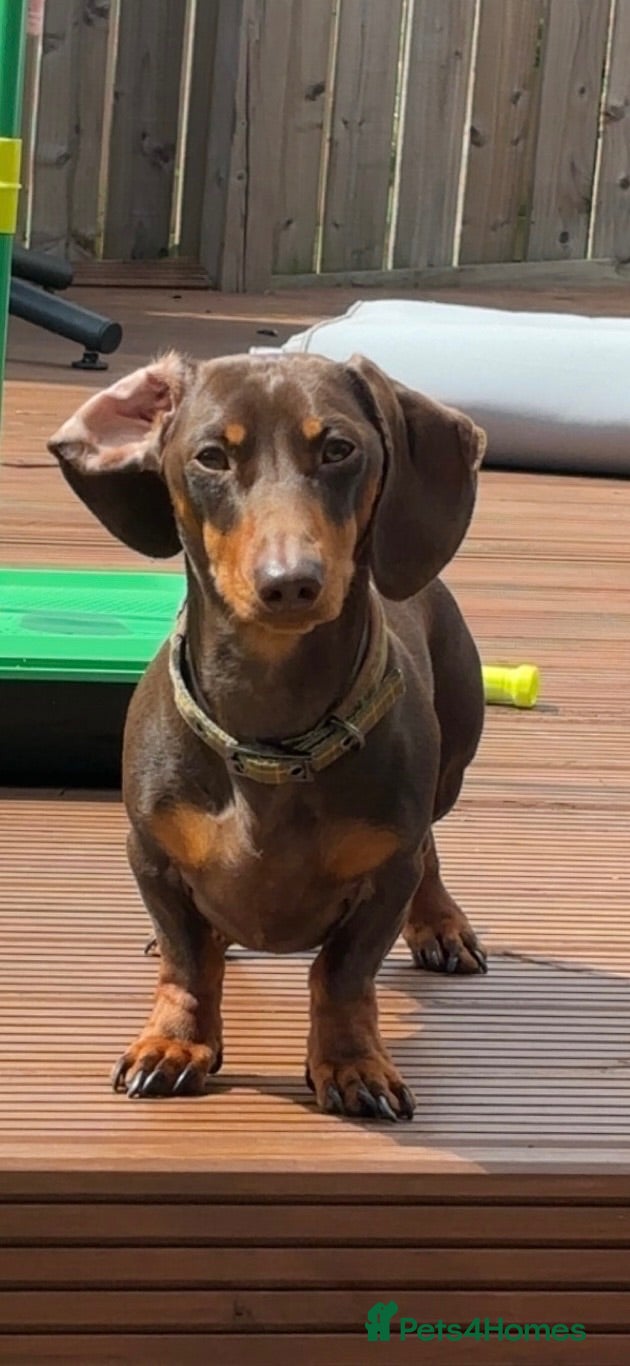 Dachshund dogs 🐶 Quality Dachshund Stud Available 🐶 - Advert 1