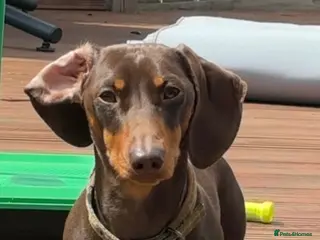 Dachshund dogs 🐶 Quality Dachshund Stud Available 🐶 - Advert 6