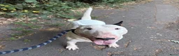 English Bull Terrier dogs for sale: Stunning English bullterrier boy - Advert 1