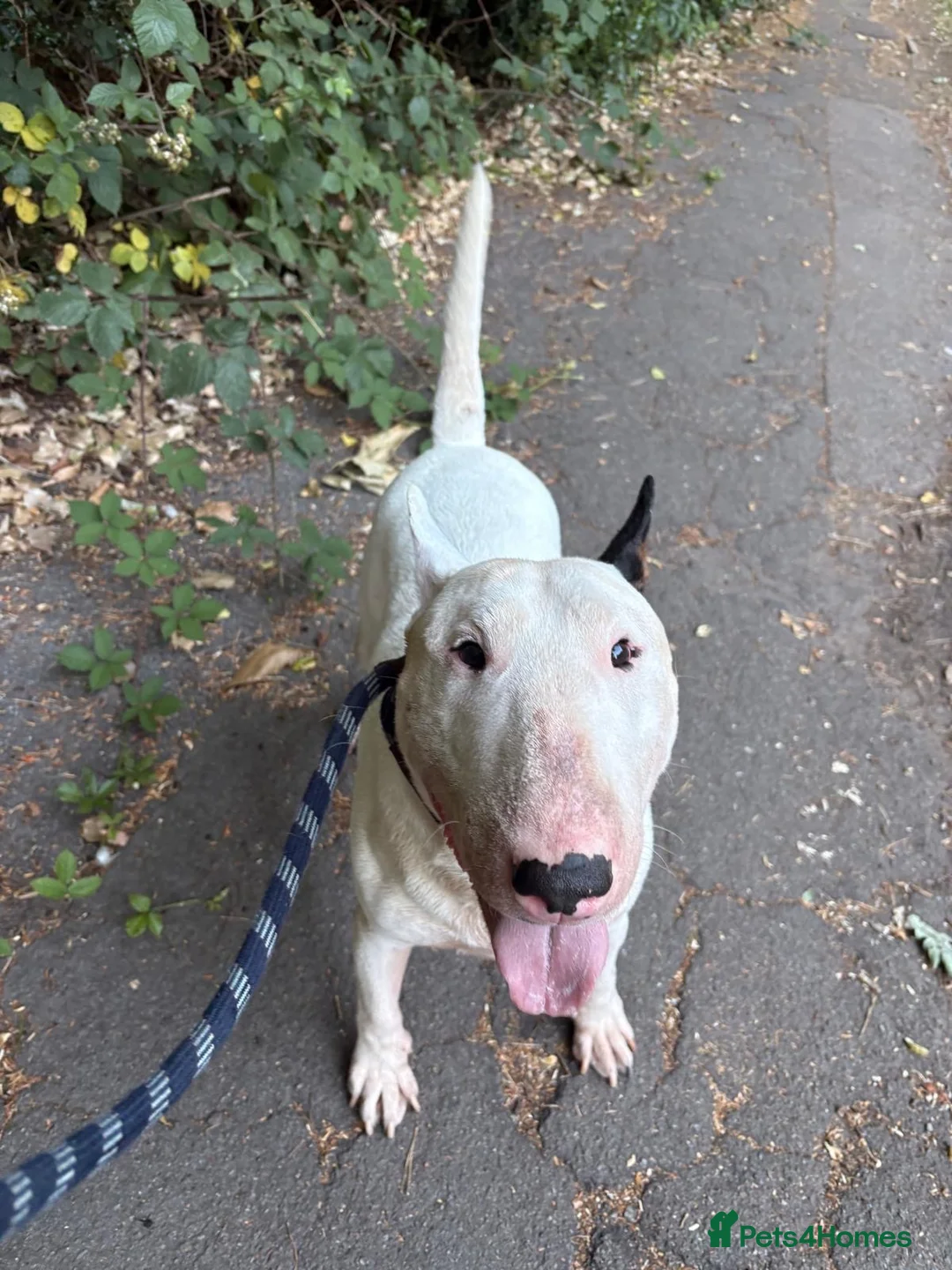 English Bull Terrier dogs for sale: Stunning English bullterrier boy - Advert 1